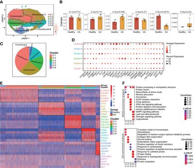 Single-cell protein activity analysis reveals a novel subpopulation of chondrocytes and the corresponding key master regulator proteins associated with anti-senescence and OA progression
